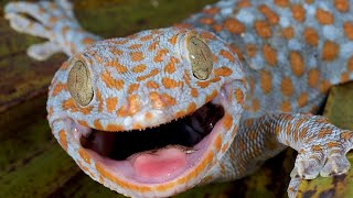 Gecko Sound  Tokay Gecko Effect  Picture Of Gecko Big Size [upl. by Ecirpac]