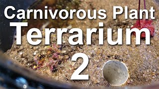 Growing Carnivorous Plants E2 Planting the Terrarium [upl. by Ahsoek122]