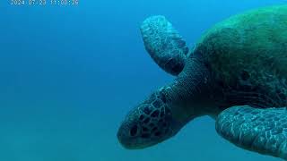 Cano lsland Black Tip Diving Costa Rica 23 July 2024 [upl. by Atikam]