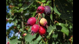 Serviceberries  Homegrown Edible Perennials Edition [upl. by Tandie]