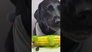 Dog corn 🌽 asmr eat [upl. by Routh976]