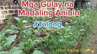 Mga Gulay na Madaling Anihin  Pagtatanim Pangangalaga at Pagaani ng Talong [upl. by Drud]