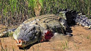 Tragic Scene Crocodile Meets Tragedy When Dare To Go Ashore To Fight With The Fierce Lions [upl. by Adnomar639]