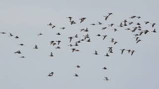 Birds in Gloucestershire Bar tailed Godwits Cuckoo Whimbrel and Grey Plover April 2024 [upl. by Terchie]