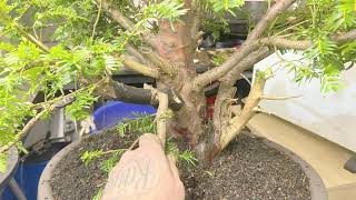 Taxus Baccata Bonsai english yew [upl. by Llyrpa]