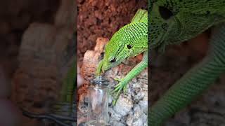 INCREDIBLE LIZARD EVOLVES TO USE HANDS TO CATCH FOOD Green Tree Monitor Feeding shorts [upl. by Refotsirc]