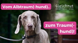 Als Hundehalter vom Albtraumhund zum Traumhund [upl. by Kruter]