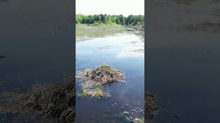 Beaver Dam in Canadian Wilderness [upl. by Circosta]