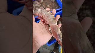 🦐 Caridea  era youtubeshorts ayeshadonfishcutting seafood fish lopster shortsvideo [upl. by Xonk464]