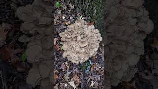 Hen of the Woods Grifola Frondosa michigan samsreykhmermichigan youtubeshorts wildmushrooms [upl. by Wendy659]