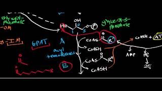 Biochemistry  Biosynthesis of Phosphatidate from DHAP amp Glycerol [upl. by Annaujat772]