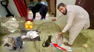 Hmare Aseel Murga Khane Wali Bili Pkri Gyi🫣 Dangerous Cat 🐈‍⬛ Hunting [upl. by Nahtan731]