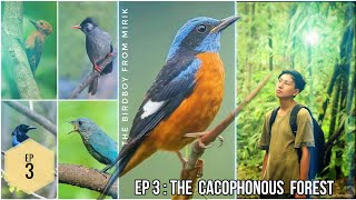 The Birdboy  Episode 3  The Cacophonous Forest [upl. by Bogie]