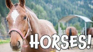 Horses Learn about Horses for Children [upl. by Chilcote]