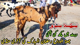 Friday Taxila Bakra Mandi Latest Update 5 April 2024  Qurbani Bakra Eid 2024 [upl. by Pease]