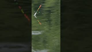 Do you love bobber fishing fishing floatfishing lake lakefishing floater fish bobberfishing [upl. by Adnovad161]