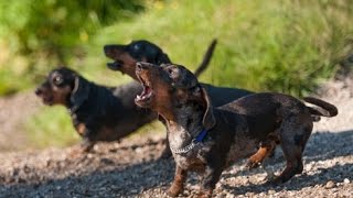 DACHSHUND BARKING  DACHSHUND HOWLING AND BARKING COMPILATION 2016 [upl. by Remled]