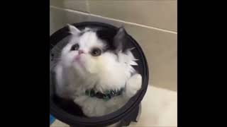 Grumpy cat Oscar the Grouch hides in trash can [upl. by Haduhey]