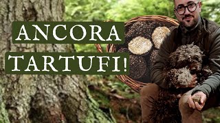 SUPER RACCOLTA TARTUFO NERO UNCINATO CON COCO TARTUFO TARTUFI TARTUFONEROUNCINATO eccellenza [upl. by Farl565]