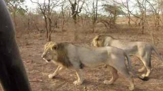 Asiatic Lions of Sasan Gir India [upl. by Nessaj436]