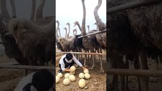 big ostrich egg  ostrich egg  shots [upl. by Anna-Diana]