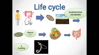 Trichuris trichiura Whip worm  ذات السوط [upl. by Cheslie]