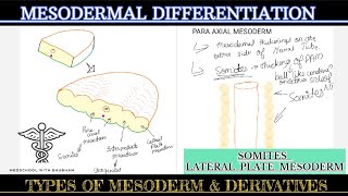 GENERAL EMBROLOGY  MESODERMAL DIFFERENTIATION  Types of MESODERM [upl. by Dorothea]