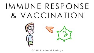 Viruses Immune System amp Vaccines  Biology GCSE amp Alevel [upl. by Meeharb]