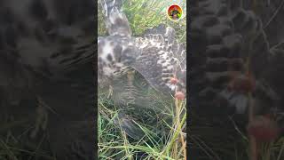 New Video 2024 Cambodian Birds of Prey birds commonkestrel 22october [upl. by Nivak359]