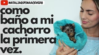 Como baño a mi perro cachorro la primera vez  Tips by Natalia Ospina [upl. by Nolram]