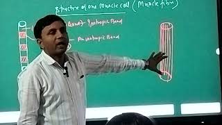 Detail structure of muscle cell  Contractile proteins its types  types of muscle fibers [upl. by Cooe376]