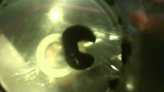 Nonnewtonian Ferrofluid [upl. by Aylatan]