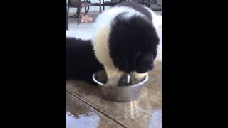 Newfoundland puppy water dish challenge [upl. by Chemarin690]