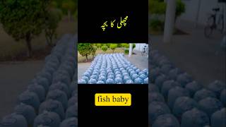 Fish 🐟 Hatchery😀 trending viralshorts viralreels fish [upl. by Sumer]