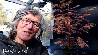 Pruning My Dawn Redwood Tree The Bonsai Zone Nov 2024 [upl. by Pincas]