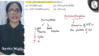 Cyclic photophosphorylation produces a NADPH only b ATP and NAD [upl. by Bernardi76]