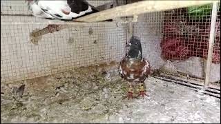 peshori pair 03448543751 pigeon kabootar kabutar [upl. by Ashli]