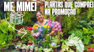 COMPREI VÁRIAS PLANTAS NA PROMOÇÃO ORQUÍDEA LÍRIO BRINCO DE PRINCESA SUCULENTA E CACTO  DICAS [upl. by Viridi]