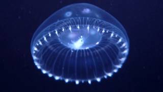 Aequorea spp Jellyfish [upl. by Line]