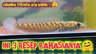 3 RAHASIA CHANNA STRIATA WARNA KUNING EMAS [upl. by Dygert]