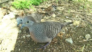 Zebra Doves and Maya Sparrow Birds feeding Will they get along Bird Watch 09112014 [upl. by April712]