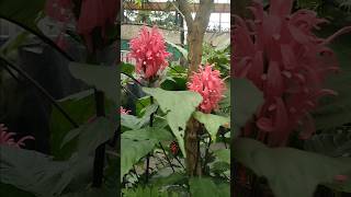 Justicia carnea flower plant at Sikkim india for your garden 💚 [upl. by Kcinomod177]