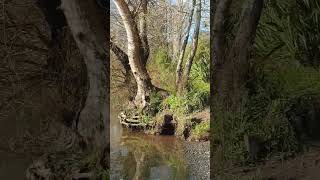 Waikato river travel ishowspeed fromtherivertothesea newzealand [upl. by Macswan]