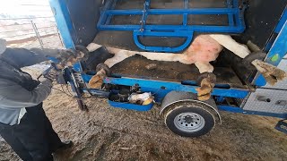 Hoof Trimming amp Filling Hay Box [upl. by Delcine]