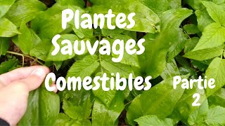 Plantes Sauvages Comestibles  2 ème partie  3 Autres plantes sauvages [upl. by Enohpesrep351]