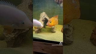 Red Devil vs Red Terror Festae cichlid shorts fyp foryou fishtok [upl. by Audrye]