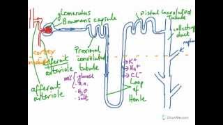 DC Leaving Cert Biology  The Nephron [upl. by Sej597]