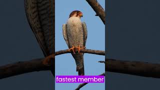 Masters of the Sky Falcon Fury FalconFacts BirdLife NatureIsMetal [upl. by Shing]