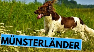 Small and Large Münsterländer Dog Breed  Facts and Information [upl. by Arnaldo]