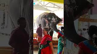 Yanai varuthu yanai varthu doi🐘funnypetsloveelephantsong devotionalsubscribe [upl. by Naivaj]